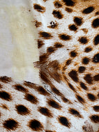 Roberto Cavalli SS 2007 silk scarf shawl