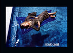 Roberto Cavalli FW 2000 Runway giraffe set